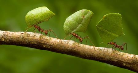 Saúvas surgiram há 8,5 milhões de anos e podem ter se beneficiado da expansão do Cerrado, indica estudo