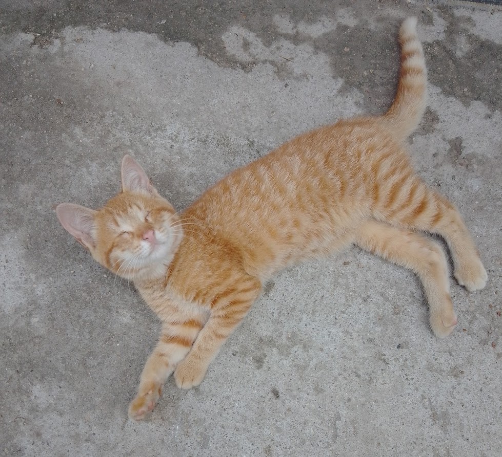 O que o gatinho cego de nascimento tem para nós ensina? 
