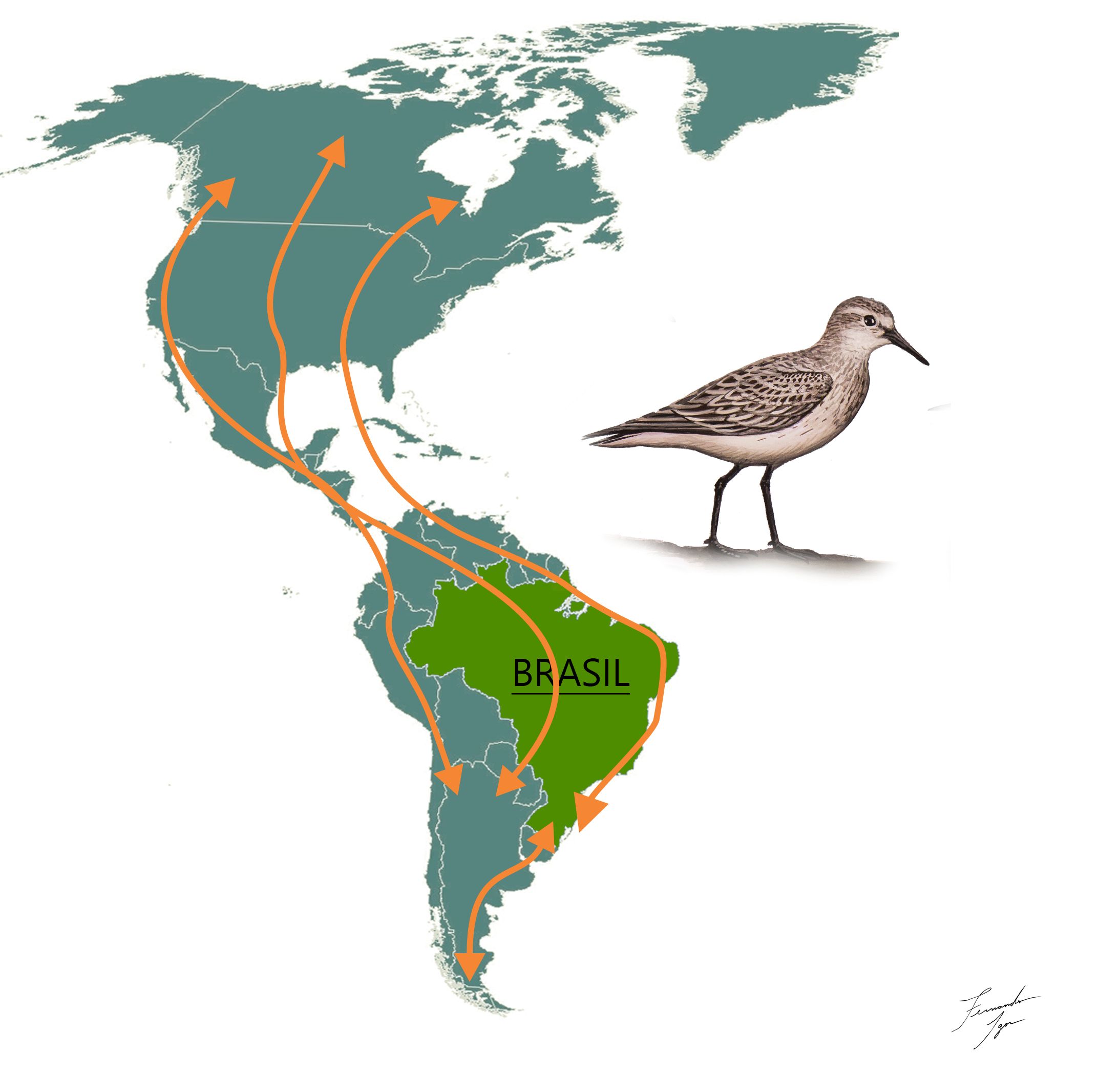 As aves Migratórias do litoral catarinense