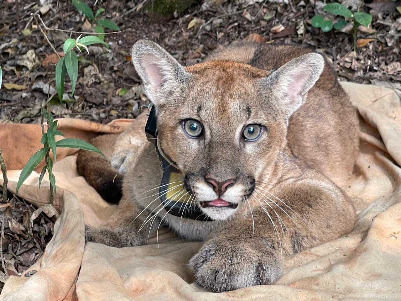Onça-parda foi encontrada no Parque Estadual da Serra do Rola-Moça, na Grande BH