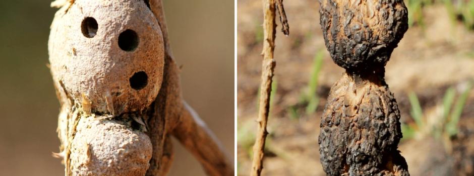 Pesquisa com colaboração da Unimontes sobre insetos e fogo no Cerrado ganha repercussão internacional