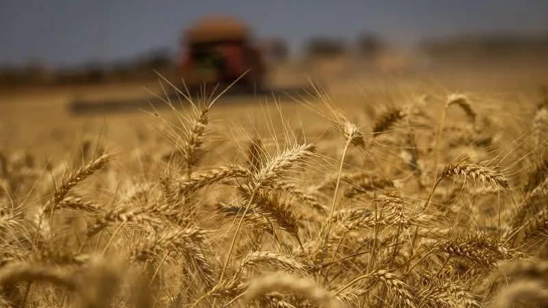 AVANÇO DA SEMEADURA E FRACA DEMANDA PRESSIONAM VALORES DO TRIGO