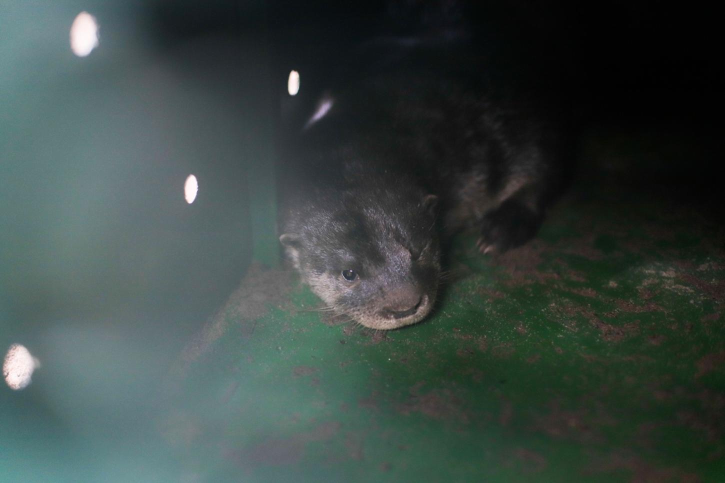 Lagoa do Peri é novo lar de filhotes de lontra