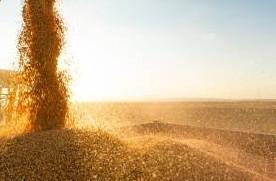 Santa Catarina tem safra recorde de grãos em 2025 com alta de 20,7%