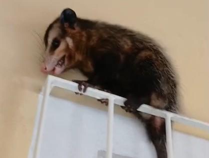 Gambás precisou ser retirado de uma residências na Grande Florianópolis.