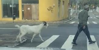 Homem e seu animal de estimação no centro de Florianópolis