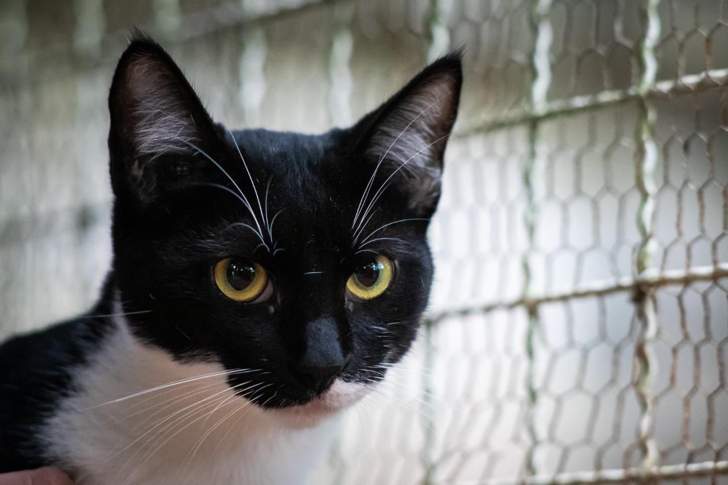 Como funcionará o primeiro Hospital Veterinário Municipal com atendimento gratuito de Florianópolis