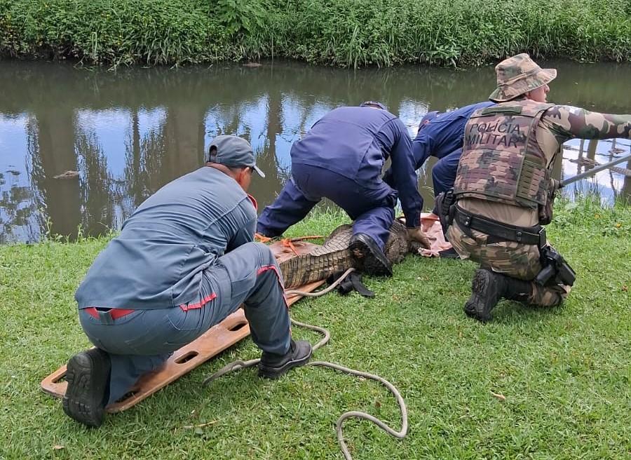 CBMSC captura jacaré no bairro Trindade, na capital.