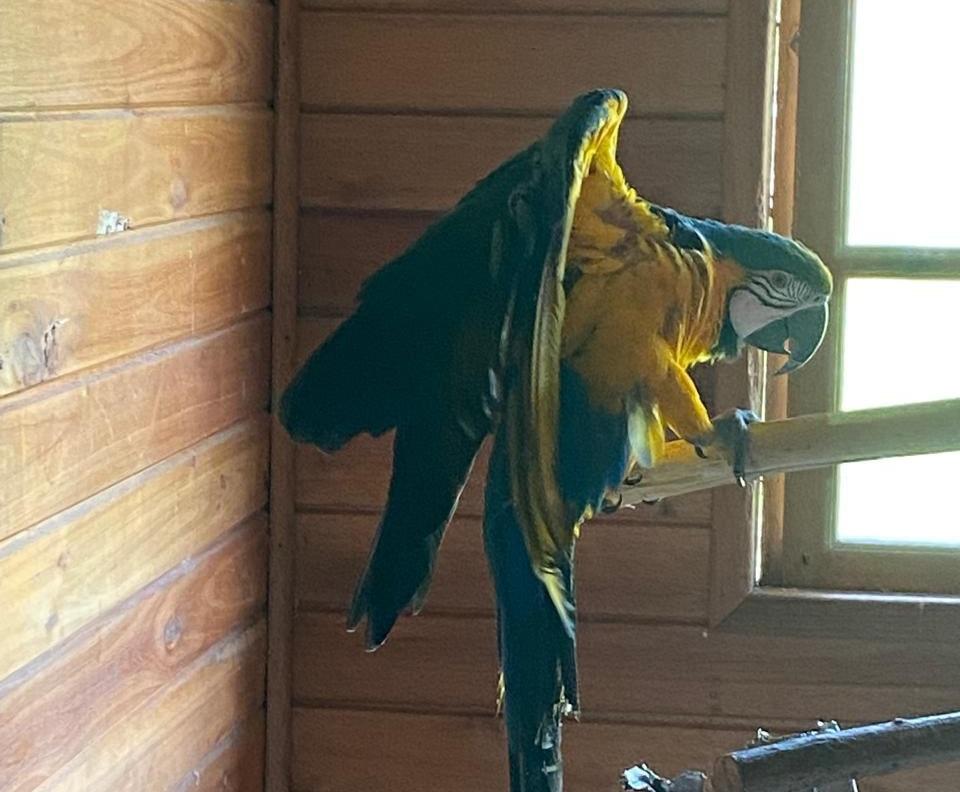 POLÍCIA CIVIL DEFLAGRA OPERAÇÃO CONTRA O TRÁFICO DE ANIMAS E RESGATA 20 ANIMAIS SILVESTRES NA SERRA CATARINENSE