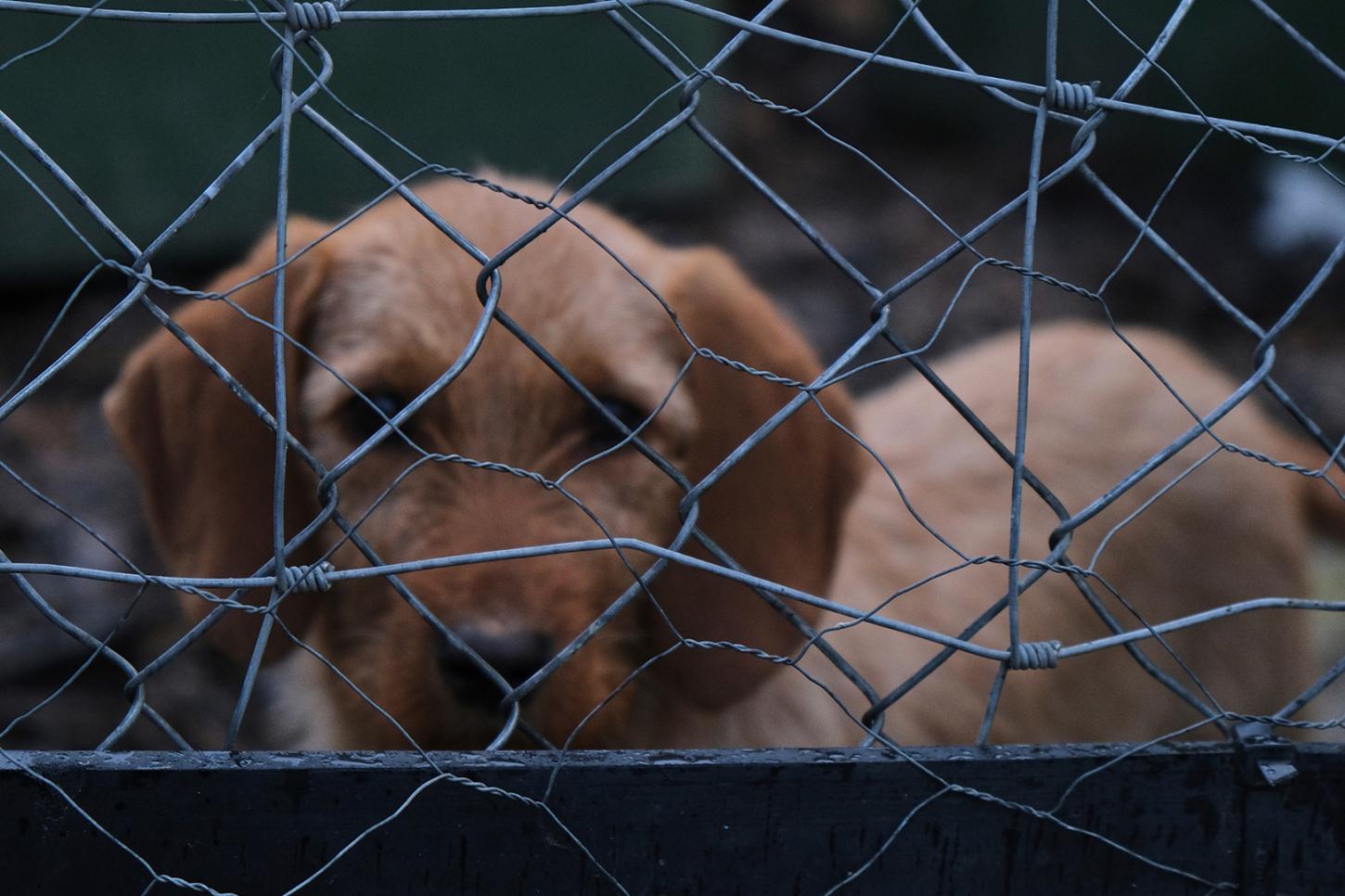 TJSP condena homem por maus-tratos ao cachorro