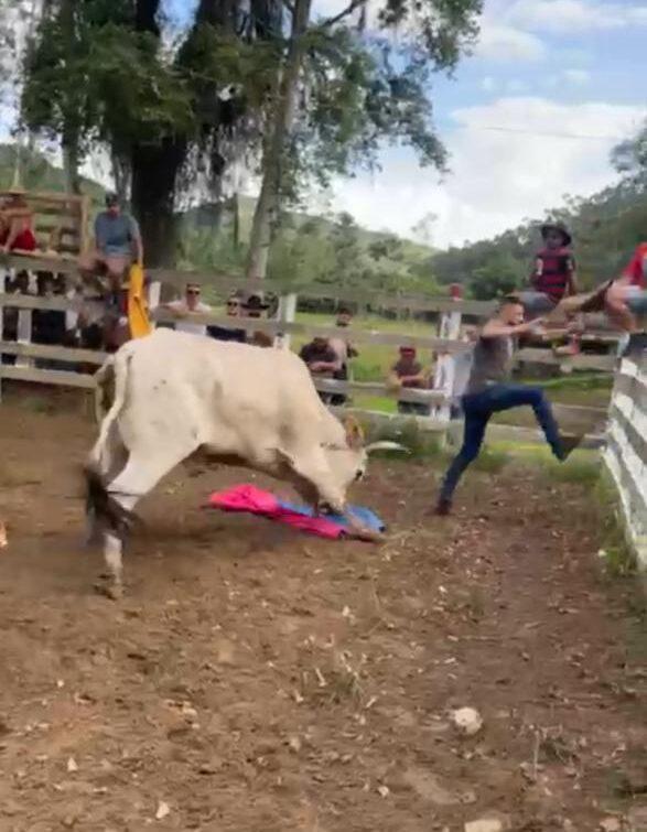 40  homens são indiciados por crimes de maus-tratos a animais decorrentes da prática de Farra do Boi