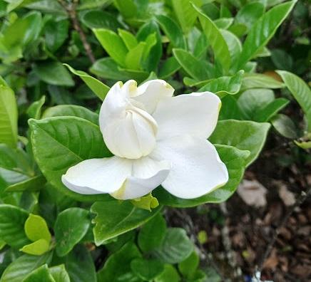 Artigo sete do dez mandamento da LGBTQIAPN+