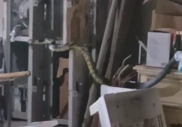 COBRA CANINANA  É CAPTURADA EM RESIDÊNCIA  NA REGIÃO NORTE DA ILHA EM FLORIANÓPOLIS 