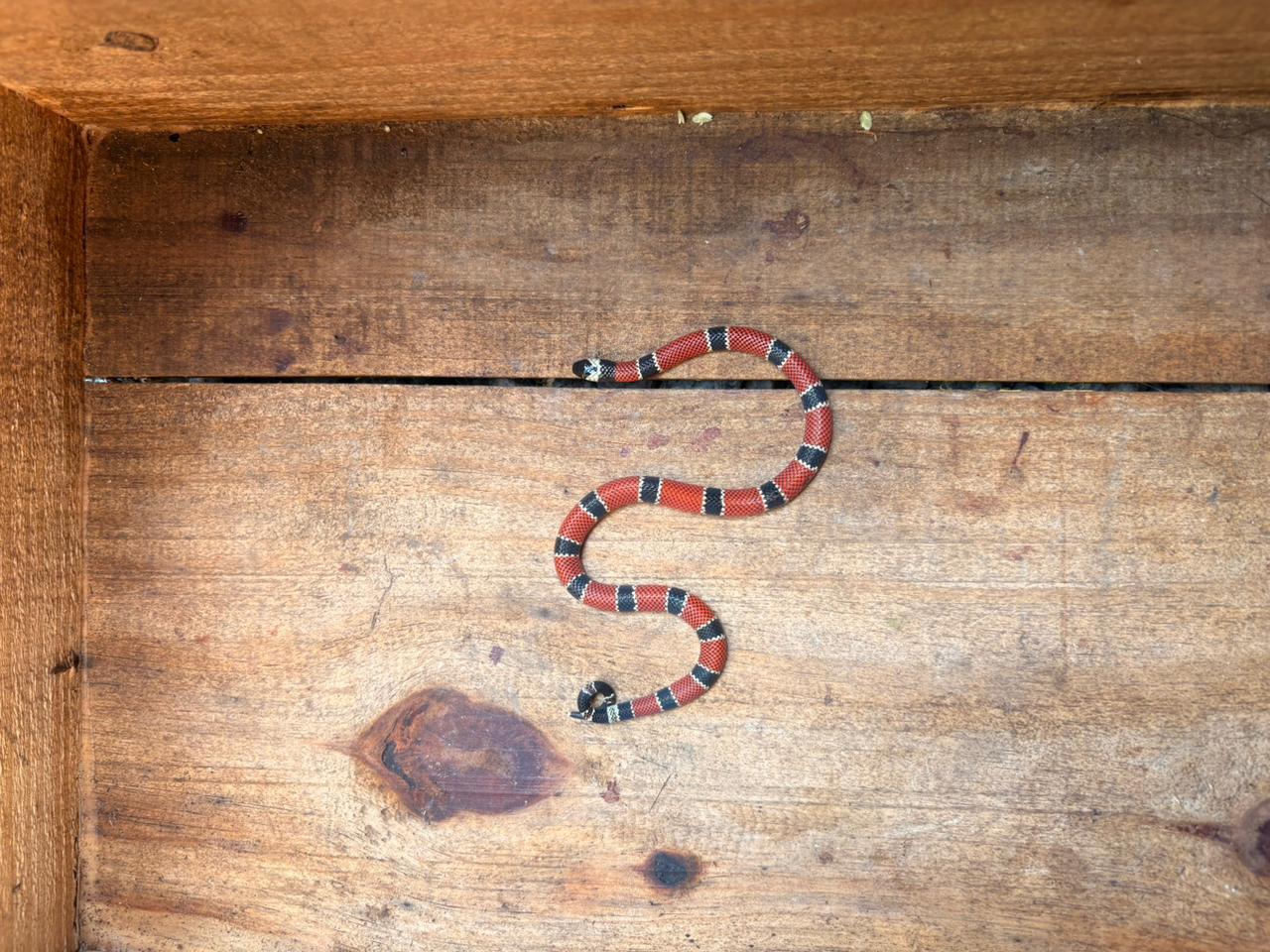 Cobra-coral é capturada em área residencial de São José na Grande Florianópolis 