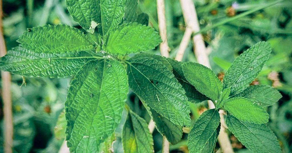 Composto natural que dá aroma cítrico a plantas mostra potencial anti-inflamatório