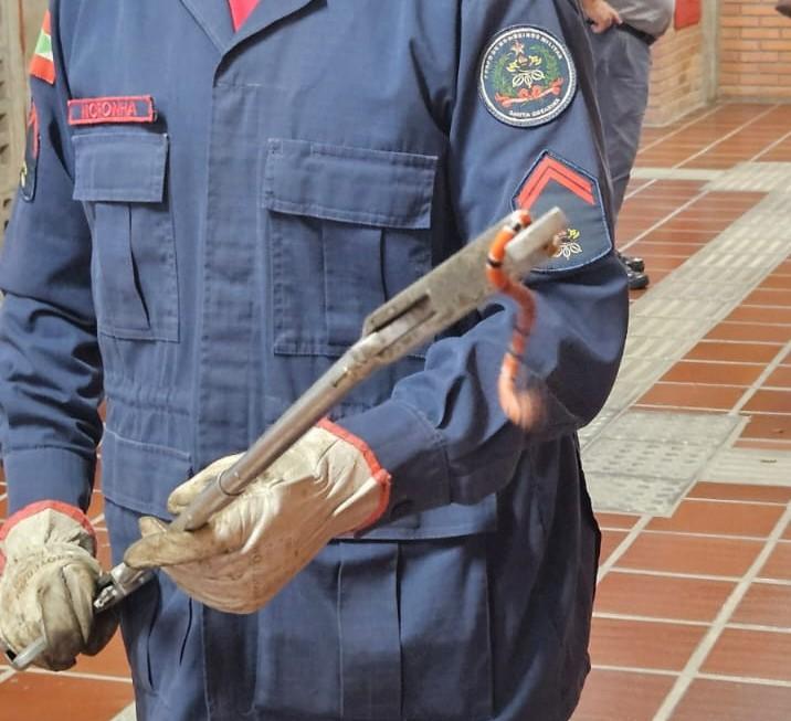 CORPO DE BOMBEIROS CAPTURA COBRA-CORAL VERDADEIRA EM UNIVERSIDADE DE BIGUAÇU EM SC