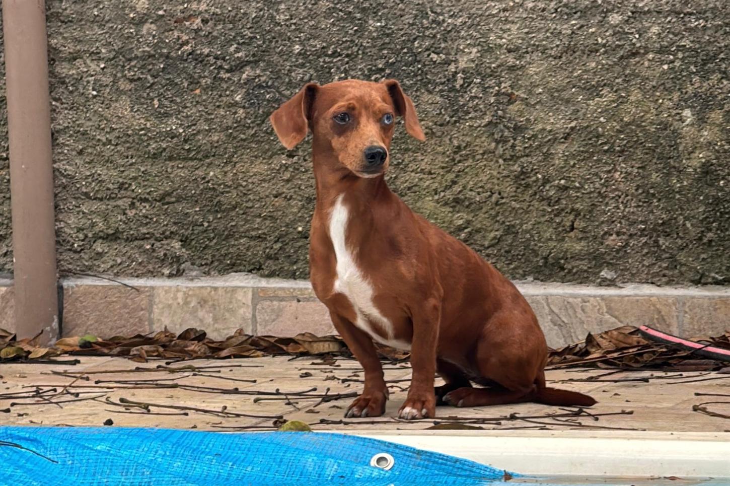 Dibea e DPA resgatam 12 animais e prendem tutora por maus-tratos no Campeche   