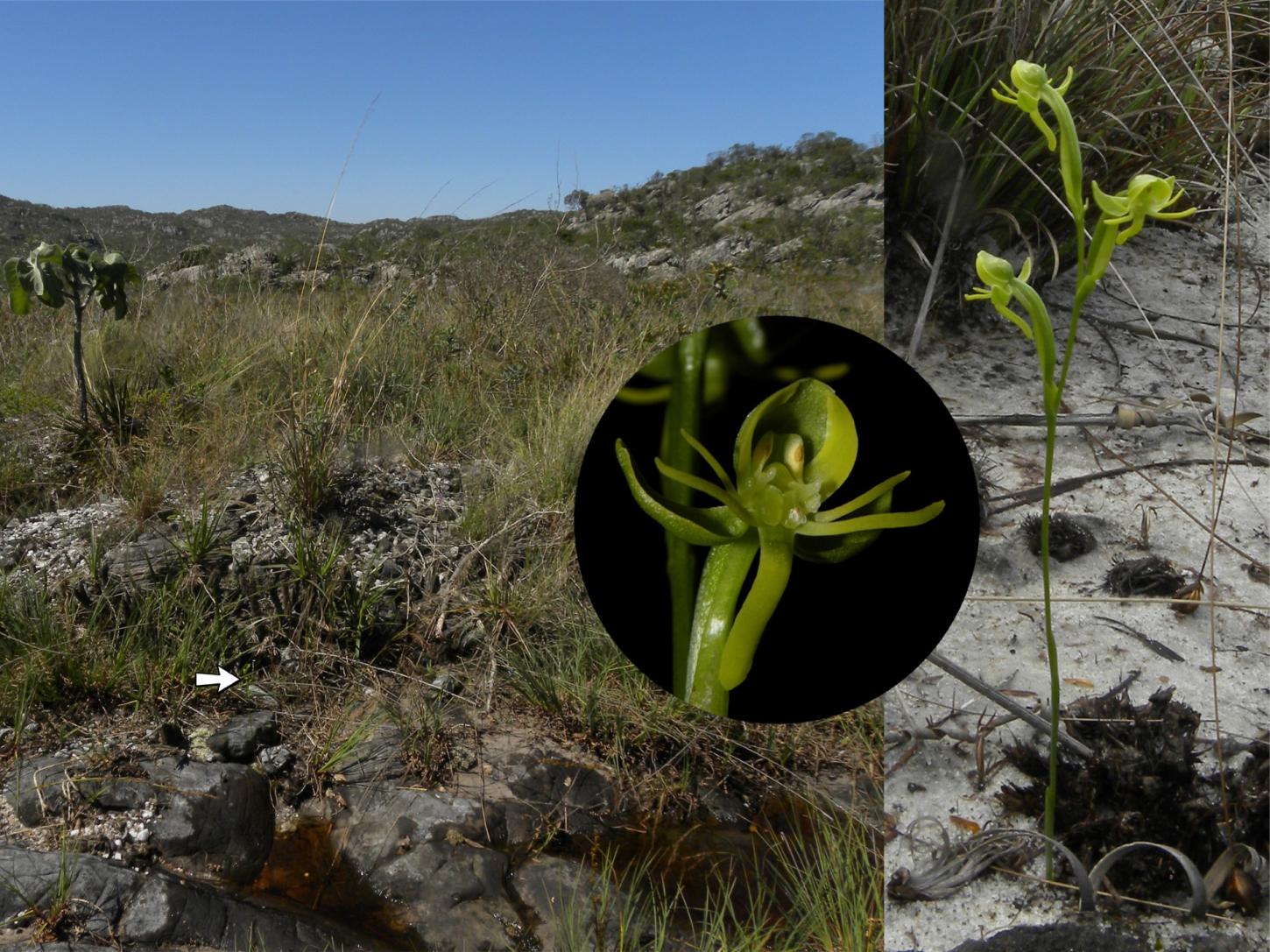 Nova espécie de orquídea é descoberta no Parque Estadual de Grão Mogol