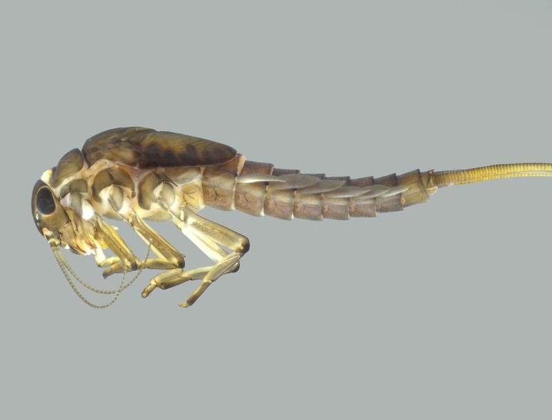 Pesquisa descobre nova espécie de inseto aquático no Parque Estadual da Serra do Brigadeiro 