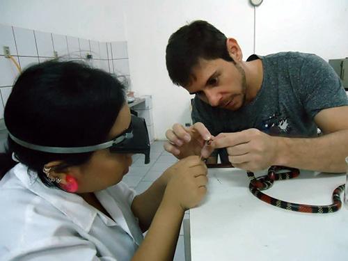 O pesquisador Carlos Correa Neto durante procedimento em laboratório para extração do veneno de uma cobra coral verdadeira (Foto: Divulgação)