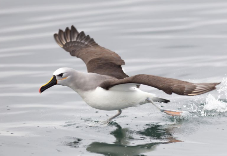 Relatório da ONU aponta aumento da extinção de espécies migratórias nos últimos dois anos