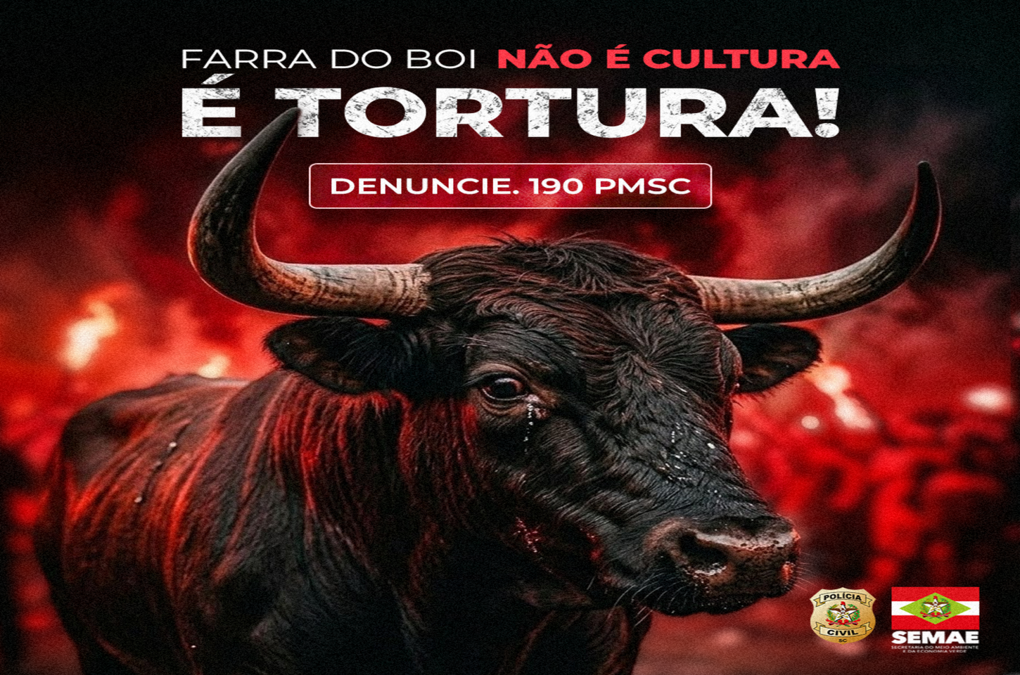 SEMAE reforça conscientização sobre combate à farra do boi em Santa Catarina 