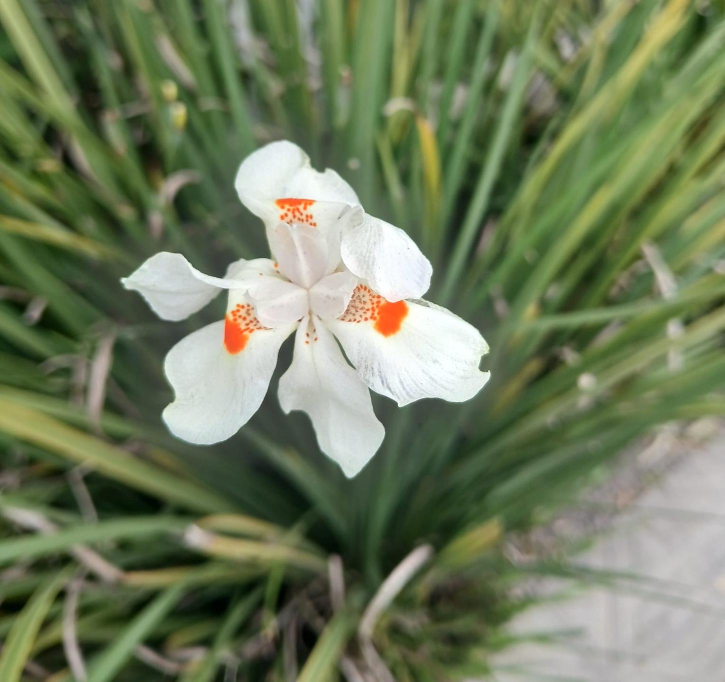 Artigo oito do dez mandamento da LGBTQIAPN+