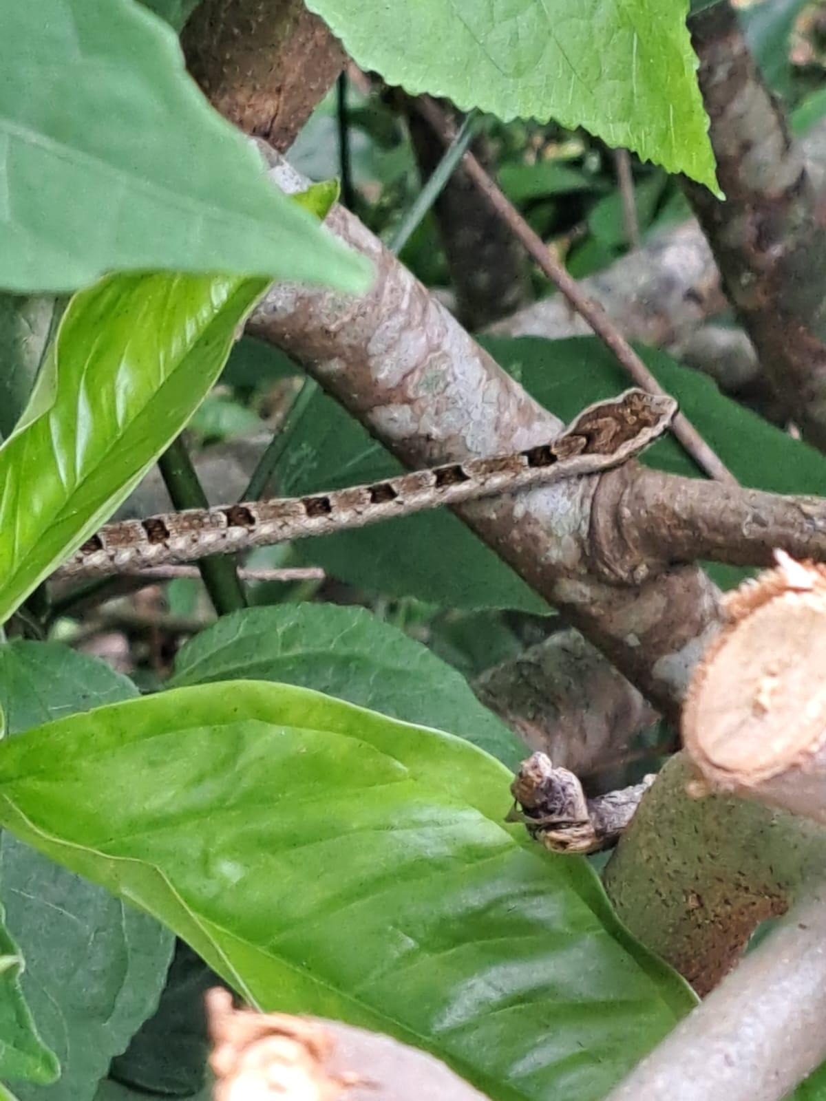 Bombeiros realizam resgate de serpente em residência no Sul da Ilha em Florianópolis