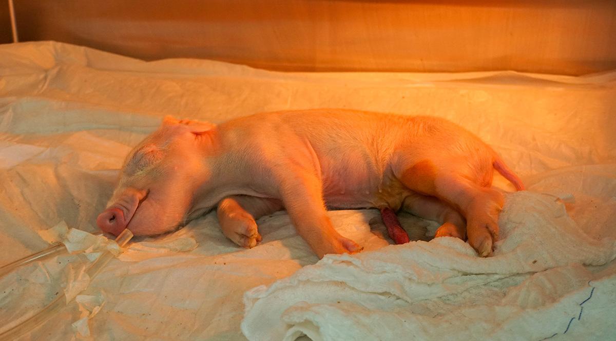 Brasil cria o primeiro porco clonado da América Latina com  o objetivo de fornecer órgãos para o SUS