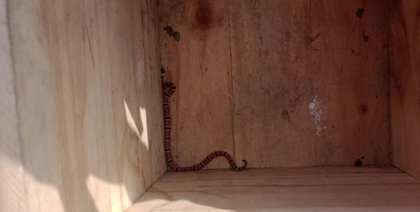 Cobra-coral é capturada em residência na cidade de  São José na Grande Florianópolis. 