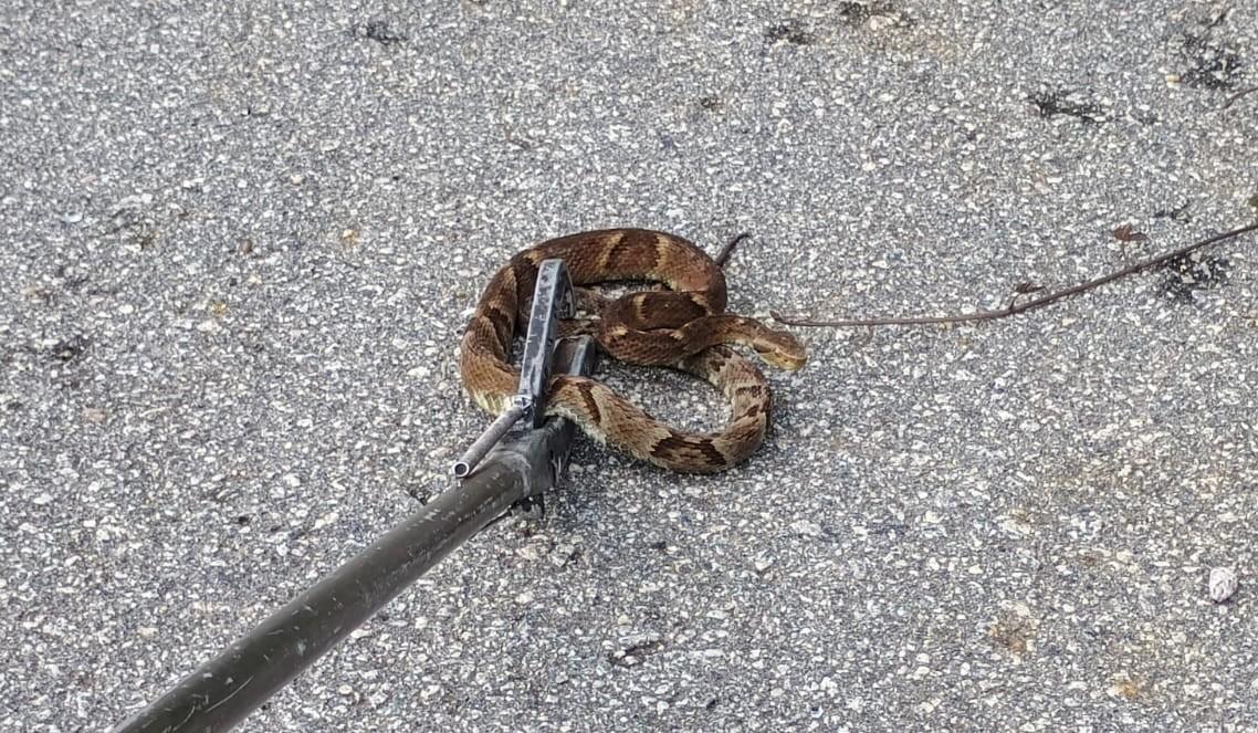 COBRA É CAPTURADA EM OBRA NO BAIRRO SERTÃO DO  MARUIM, EM SÃO JOSÉ NA GRANDE FLORIANÓPOLIS 