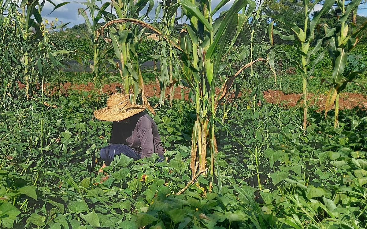 Em convênio com o MDA, Projeto Saber Cultivar fortalece a agroecologia na agricultura familiar