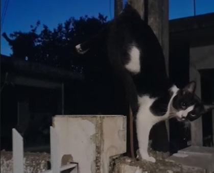 Gato foi resgatado na Palhoça em SC