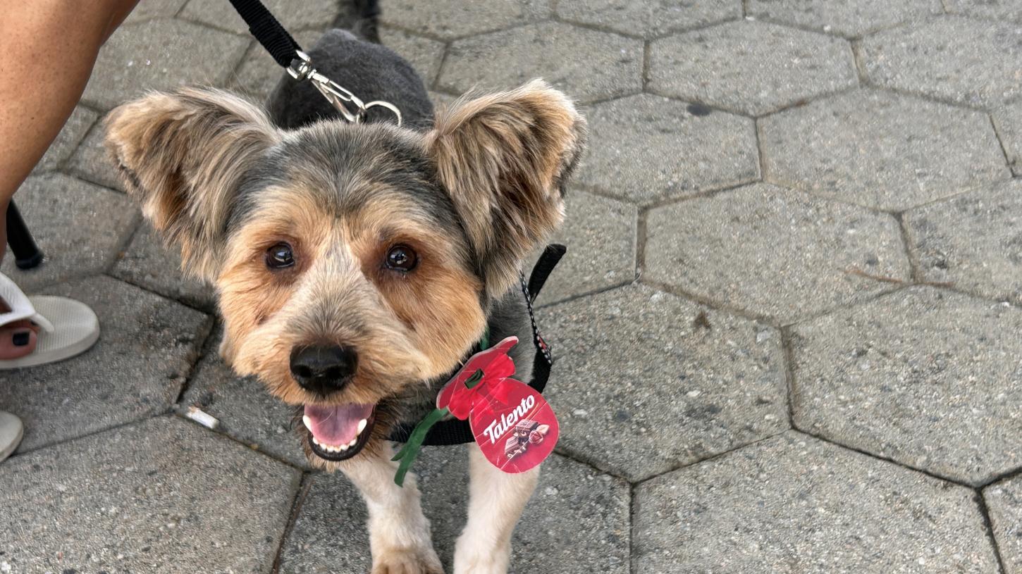 No mês alusivo ao combate à crueldade contra os animais, Santa Catarina destaca ações que contribuem para a efetividade da política de bem-estar animal no estado