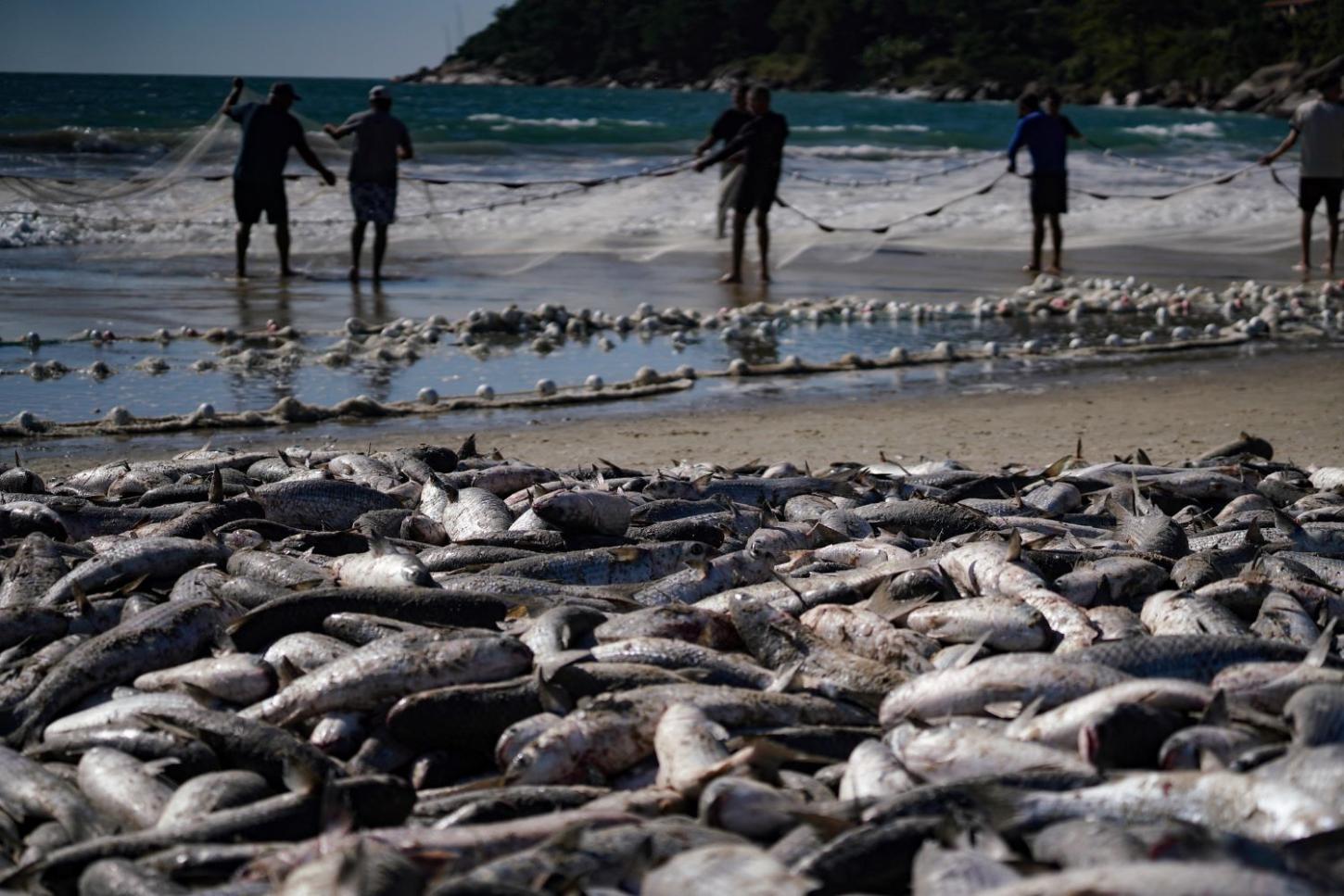 Com limite maior de captura, safra da tainha 2026 começa nesta sexta e reforça tradição da pesca artesanal no Litoral catarinense