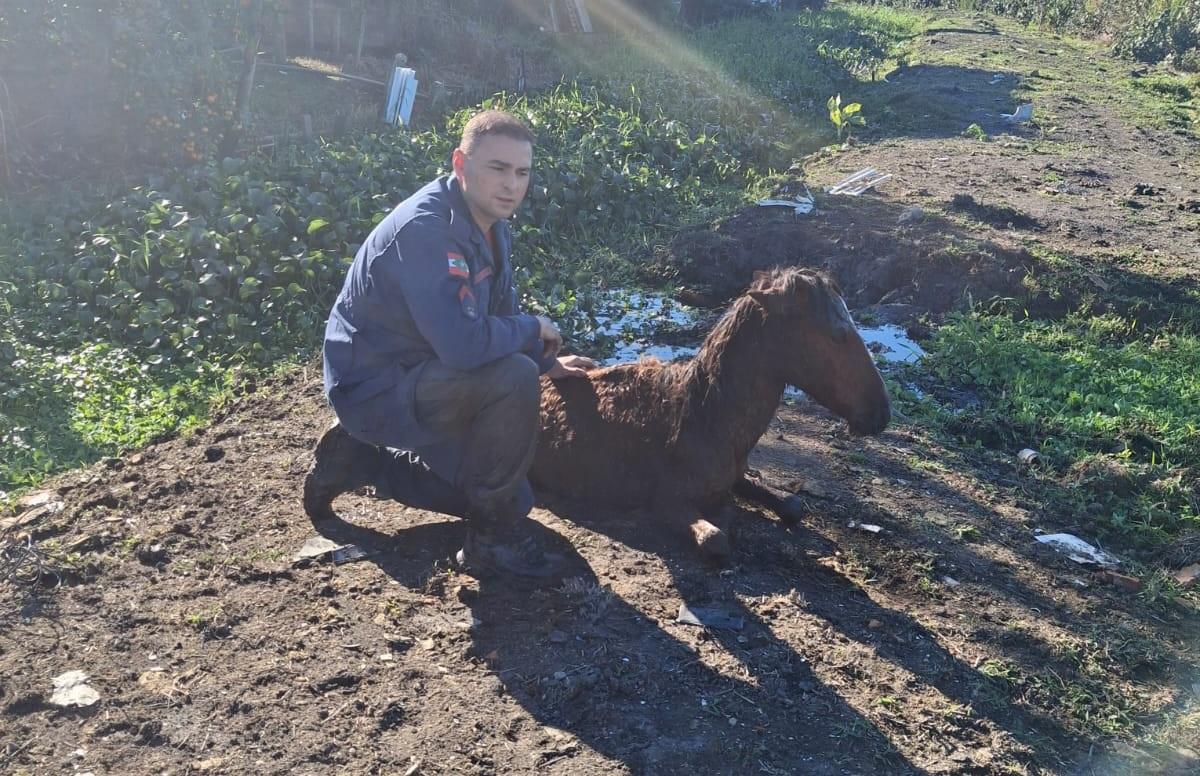 CORPO DE BOMBEIROS MILITAR RESGATA CAVALO ATOLADO EM ÁREA DE BANHADO EM FLORIANÓPOLIS