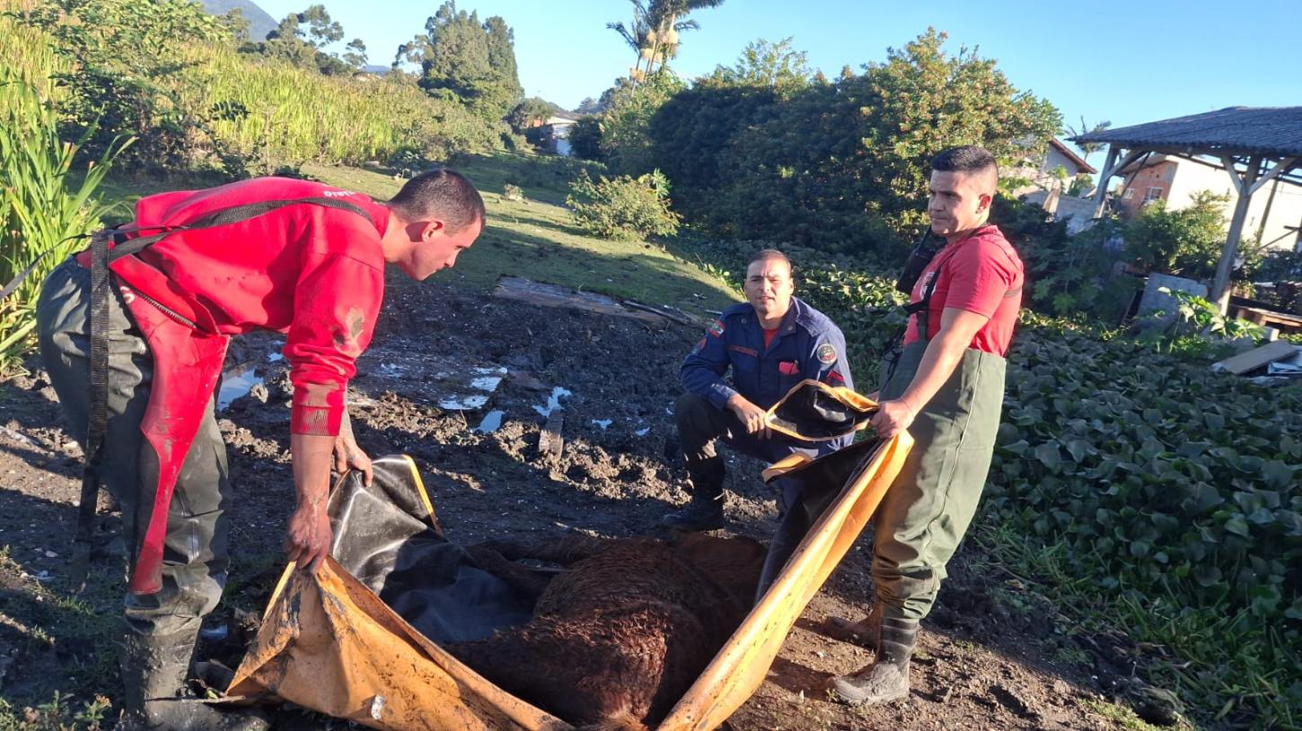 cavalo resgados pelo bombeiros