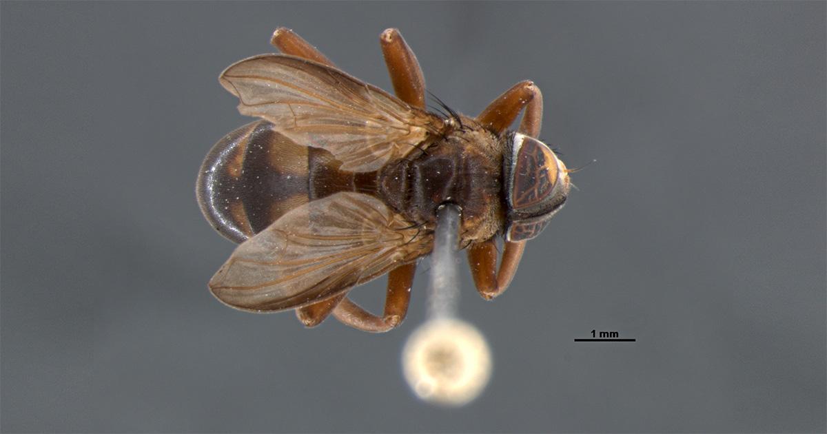 Essa estranha mosca se esconde em ninhos com um milhão de vespas gigantes