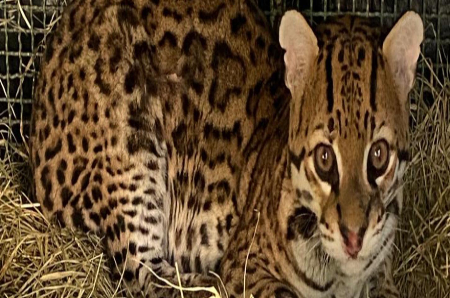 Jaguatirica é devolvida à natureza após recuperação no Cetas de Juiz de Fora (MG)