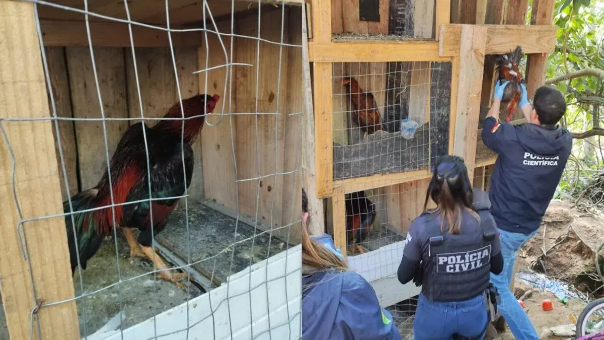 Responsabilidade pelo acolhimento de galos resgatados de rinha em Florianópolis é do Município, diz liminar obtida pelo MPSC