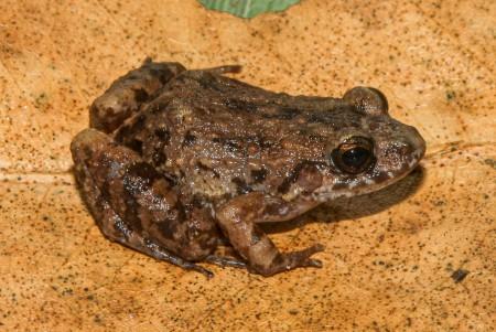 Cientistas descobrem nova espécie de rã em florestas alagadas da Amazônia