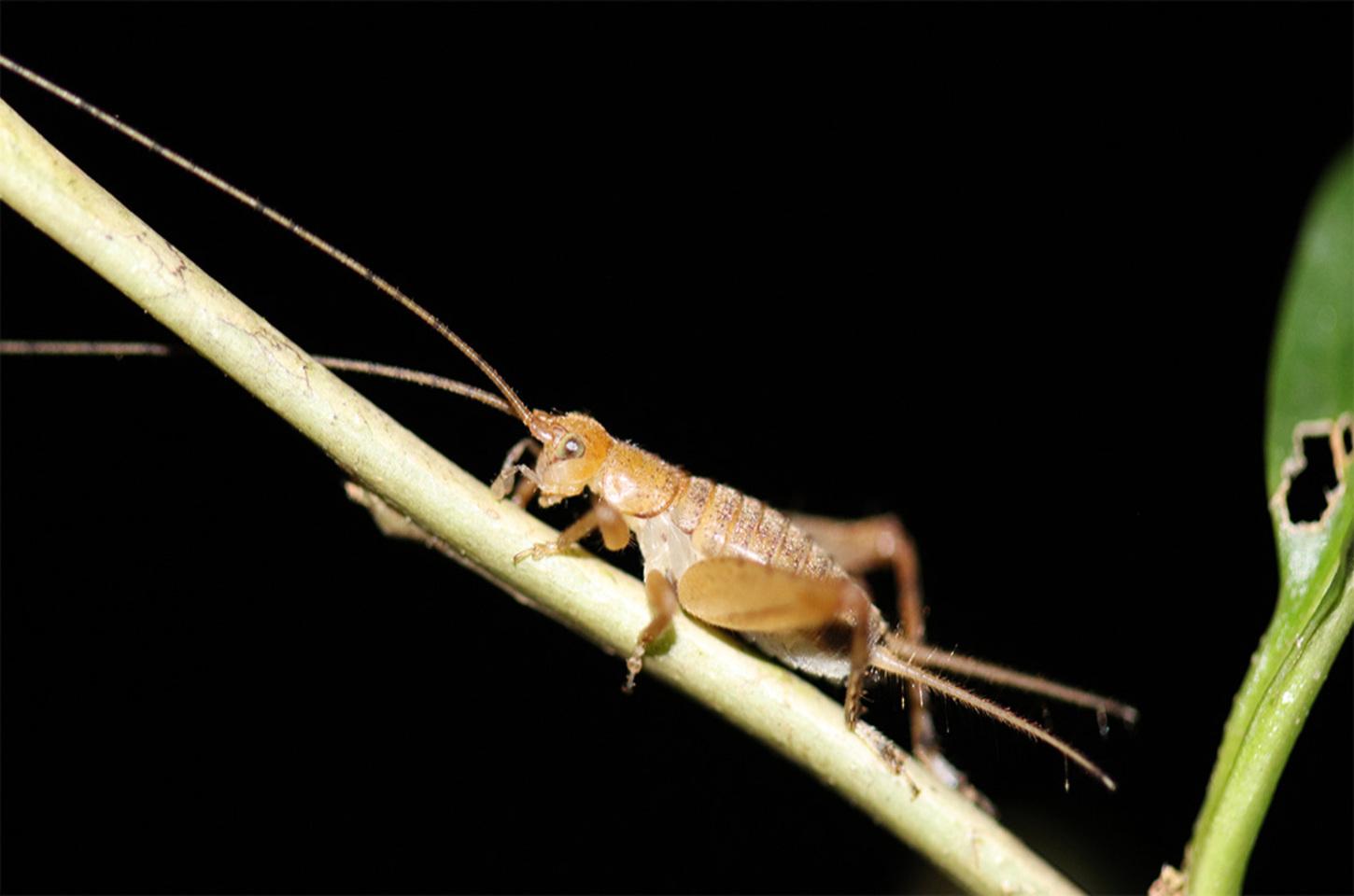 Do “cri-cri” ao silêncio: como a comunicação dos grilos mudou ao longo da evolução