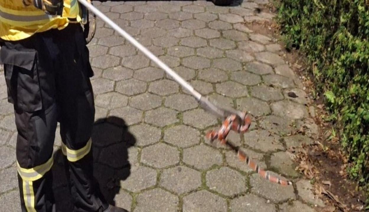 CBMSC captura serpente em área urbana, na Barra da Lagoa, Florianópolis