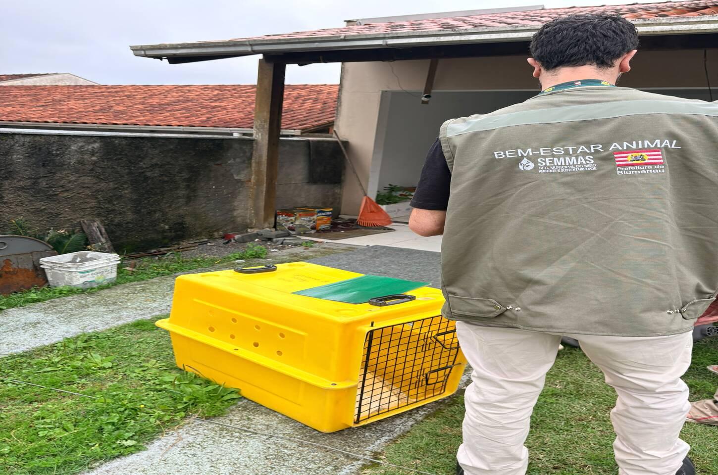 Polícia Civil e SEMMAS cumprem mandado e apreendem pitbulls que mataram cão comunitário