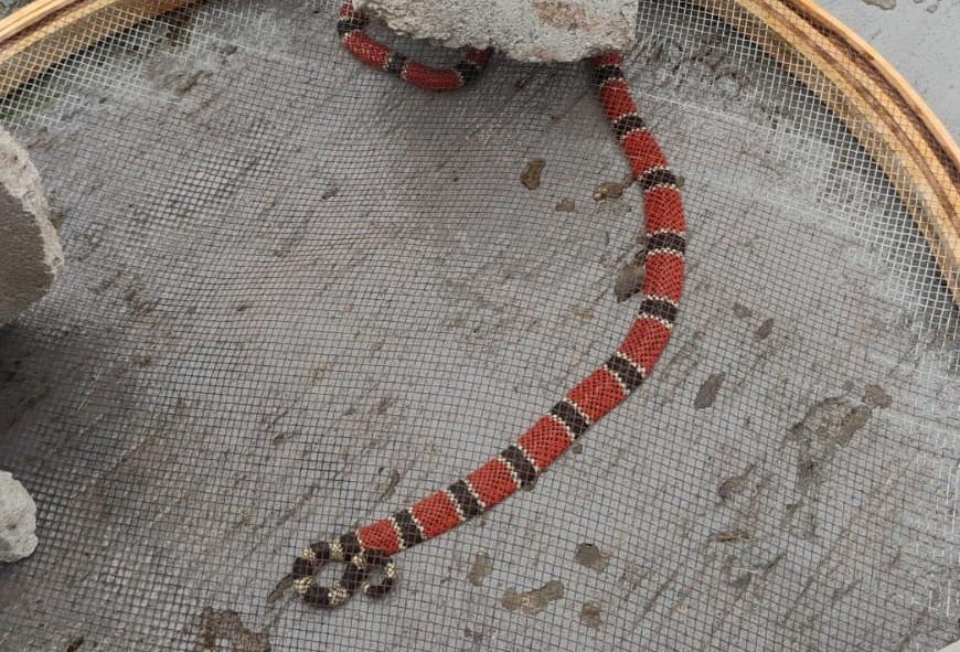 Cobra-coral foi captura em São José cidade vizinha de Florianópolis