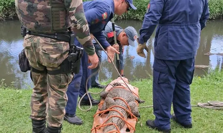 Além das praias: Calor do Carnaval elevou ocorrências com insetos e animais silvestres em SC
