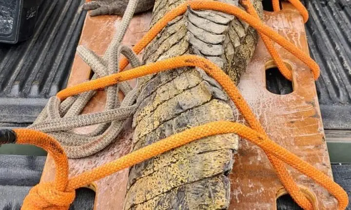 Além das praias: Calor do Carnaval elevou ocorrências com insetos e animais silvestres em SC