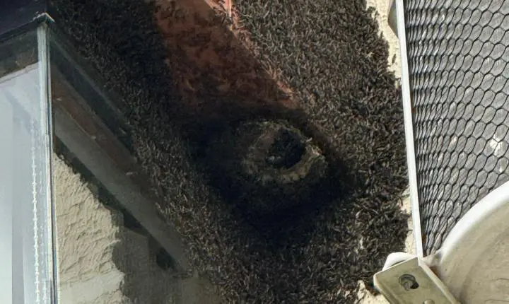 Além das praias: Calor do Carnaval elevou ocorrências com insetos e animais silvestres em SC