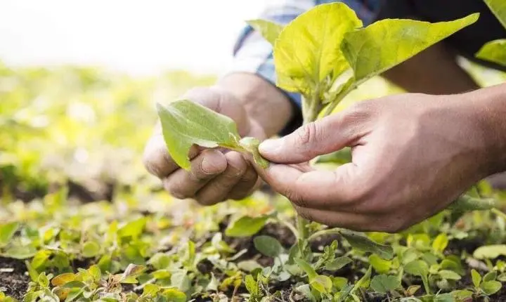 Alta de até 380% no valor da terra leva produtores a reagirem contra base do ITR