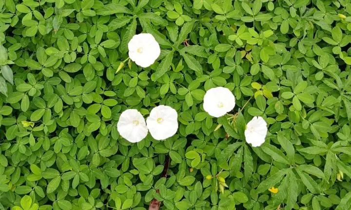 Artigo seis do dez mandamento da LGBTQIAPN+